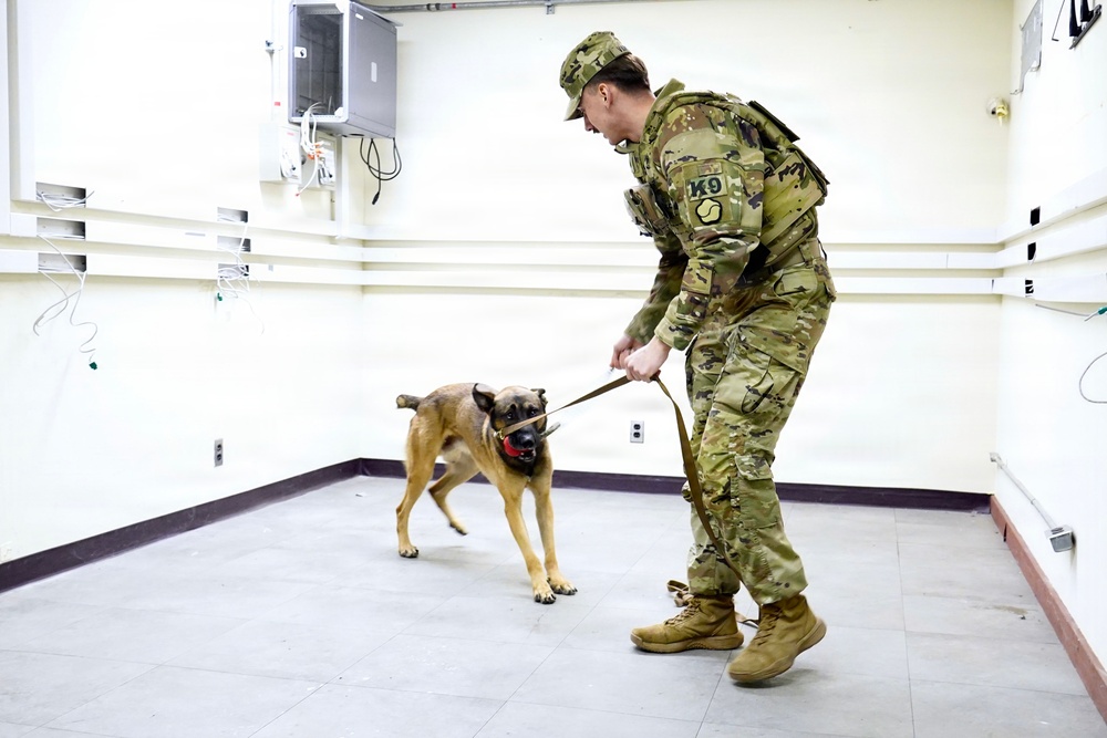 Military working dog engages in reward training