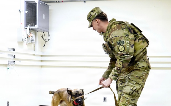 Military working dog engages in reward training