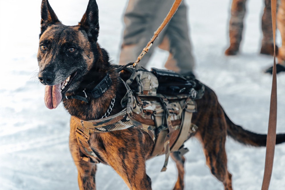 5th Special Forces Group (Airborne) conducts K-9 training
