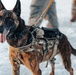 5th Special Forces Group (Airborne) conducts K-9 training
