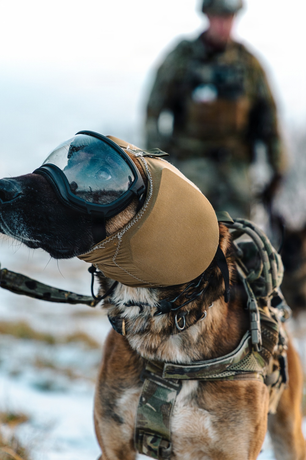 5th Special Forces Group (Airborne) conducts K-9 training