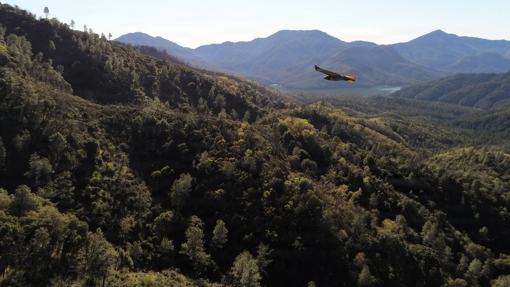 Bird near Hirz Lookout