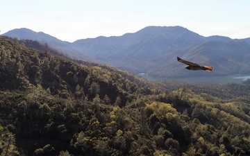 Bird near Hirz Lookout