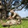 Hawaii Army National Guard Shows Soldiering Expertise During BWC