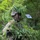 HIARNG BWC 2026 Competitors Show Off Expert Soldiering Skills
