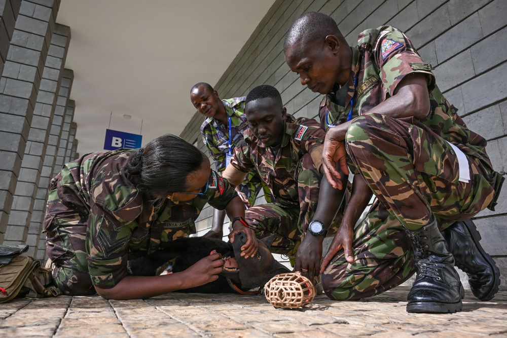 US Army veterinarians, Kenya Defence Forces dog handlers complete K9 tactical combat casualty care training during Justified Accord 2026