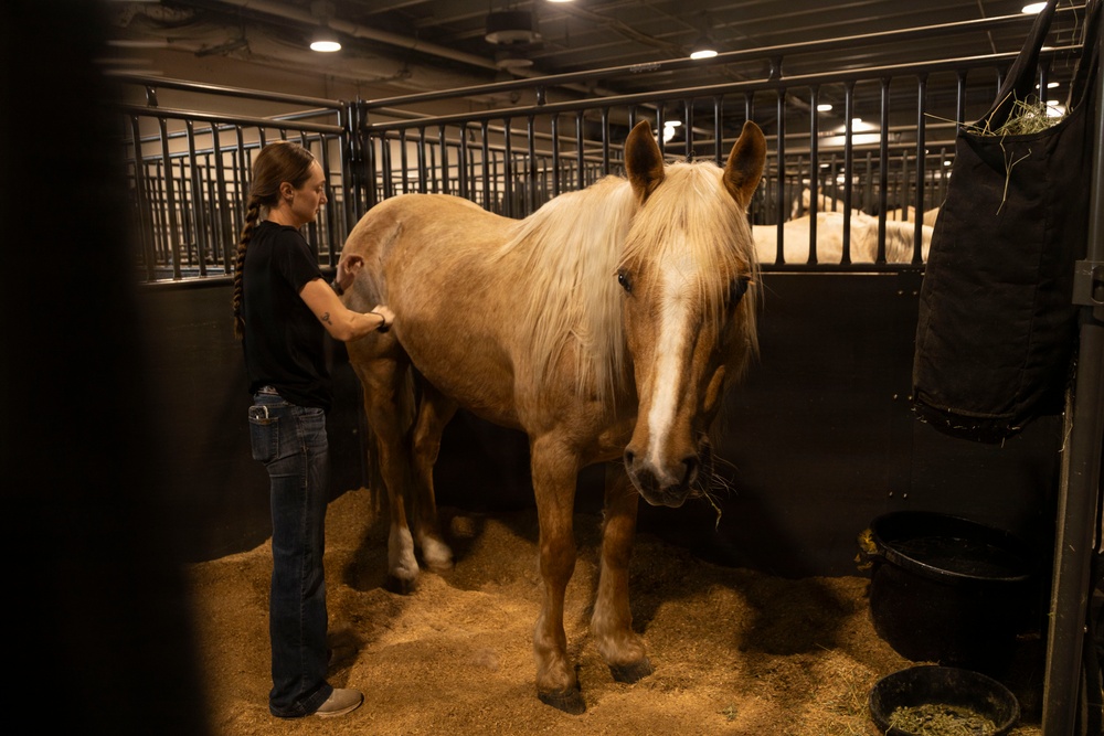 U.S. Marine Corps Mounted Color Guard presents the colors at the Houston Rodeo
