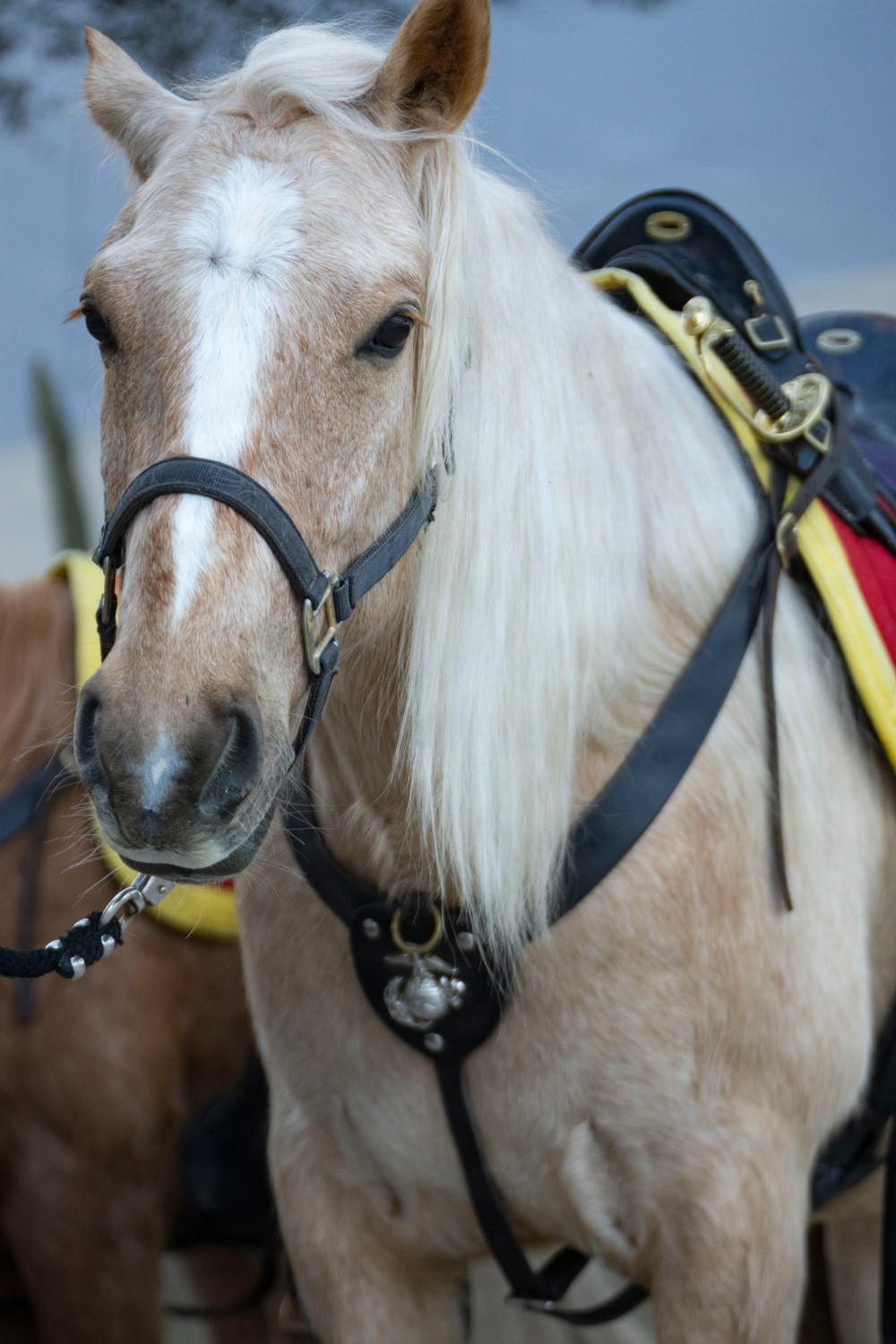 U.S. Marine Corps Mounted Color Guard presents the colors at the Houston Rodeo