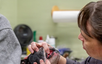 Caring for the force’s four-legged members: Maxwell’s veterinary services