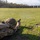OC/T Fires M17 Pistol from the Prone at All Army OC/T Fires M17 Pistol from the Prone at All Army