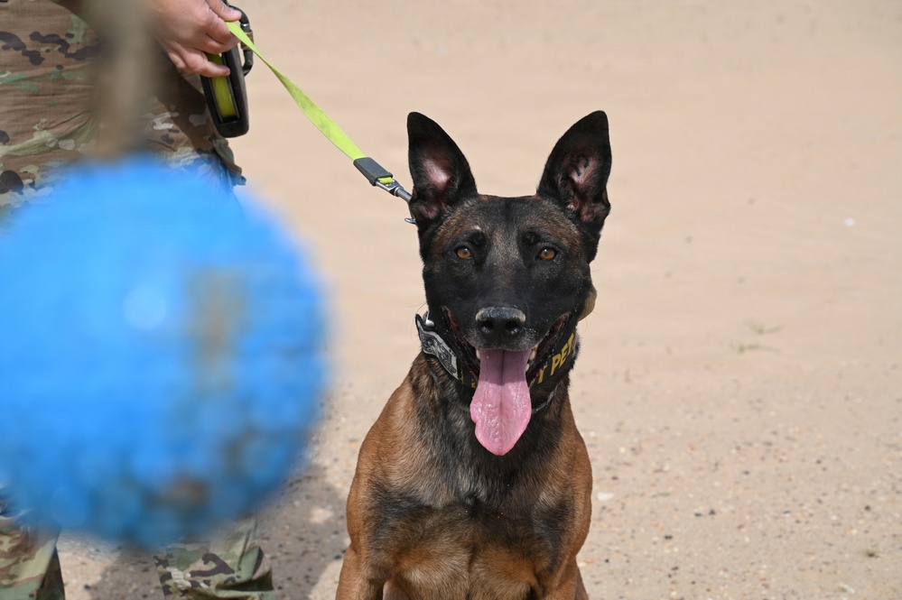 U.S Air Force Military Working Dog Supports Deployed Operations