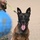 U.S Air Force Military Working Dog Supports Deployed Operations