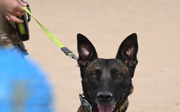 U.S Air Force Military Working Dog Supports Deployed Operations