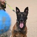 U.S Air Force Military Working Dog Supports Deployed Operations