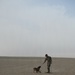 U.S Air Force Military Working Dog Supports Deployed Operations