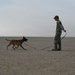 U.S Air Force Military Working Dog Supports Deployed Operations