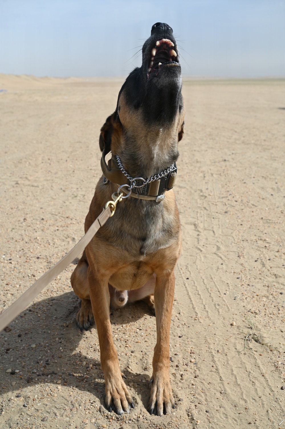 U.S Air Force Military Working Dog Supports Deployed Operations