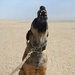 U.S Air Force Military Working Dog Supports Deployed Operations