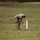 Cadre Paints Target