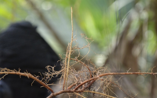 Wrangling Weeds one Invasive Plant at a time