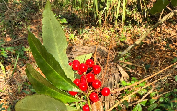 Wrangling Weeds one Invasive Plant at a time