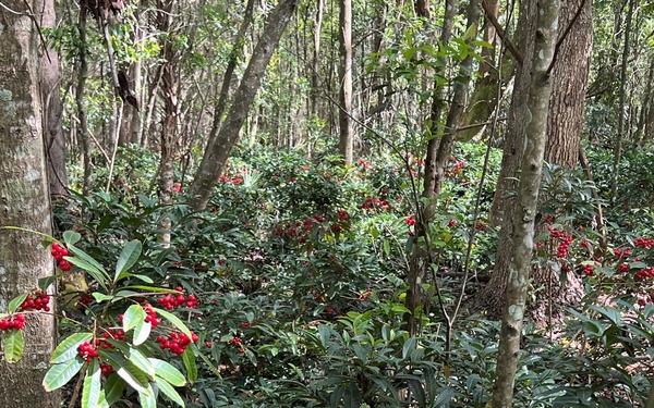 Wrangling Weeds one Invasive Plant at a time