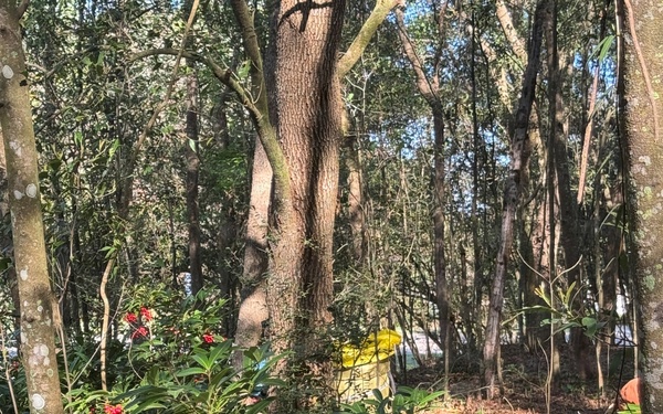 Wrangling Weeds one Invasive Plant at a time