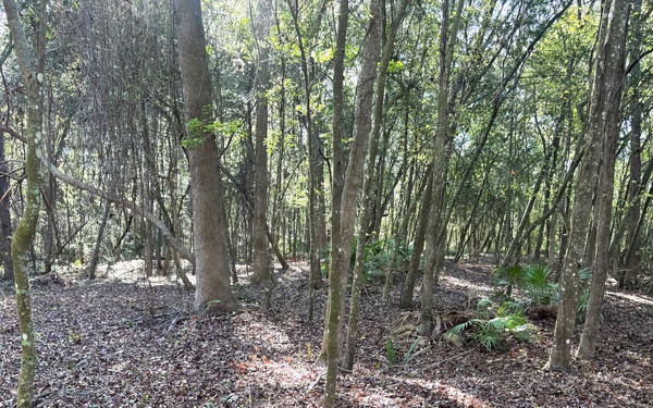 Wrangling Weeds one Invasive Plant at a time