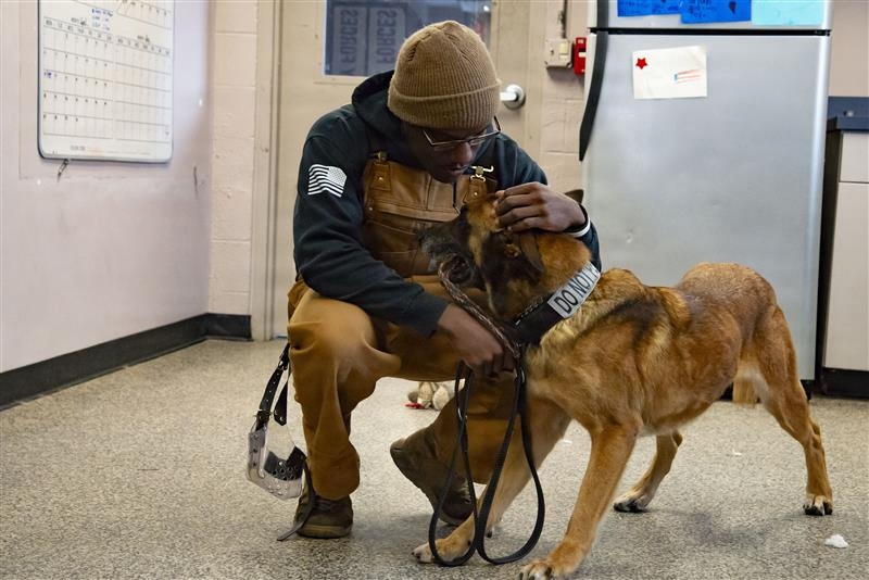 Exploring the bond with a Military Working Dog