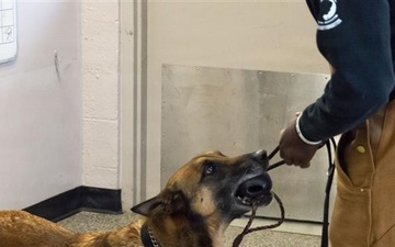 Exploring the bond with a Military Working Dog