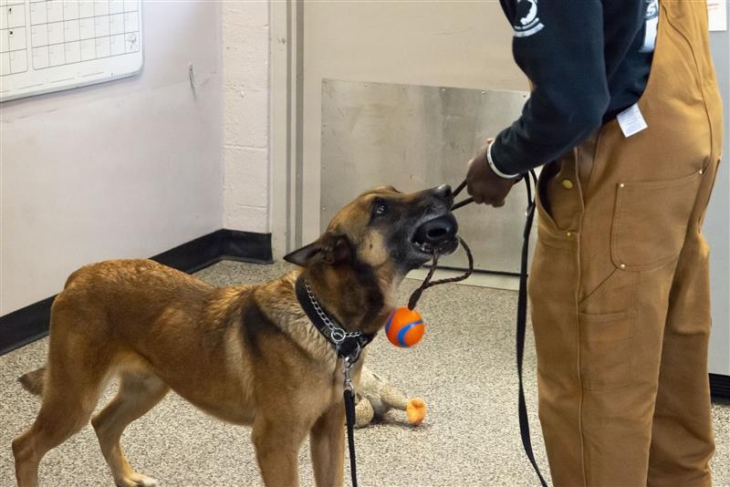 Exploring the bond with a Military Working Dog