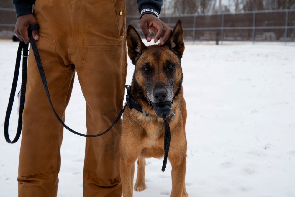 Exploring the bond with a Military Working Dog