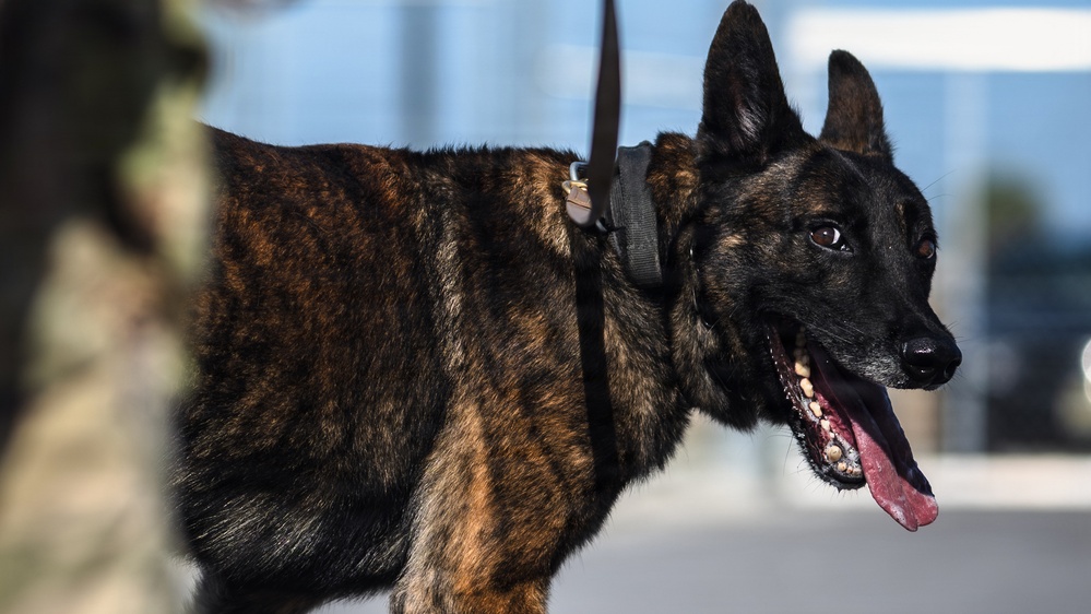 325th SFS, CES responds to simulated protest during Noble Panther 26-4