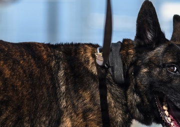 325th SFS, CES responds to simulated protest during Noble Panther 26-4