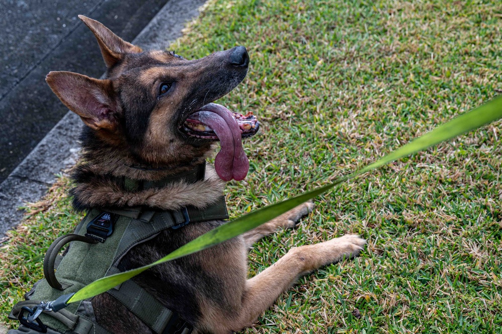 BM26: K-9 Unit dispatched after simulated attack