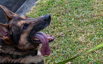 BM26: K-9 Unit dispatched after simulated attack