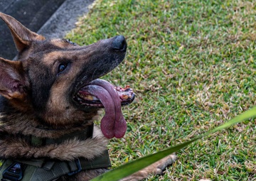 BM26: K-9 Unit dispatched after simulated attack