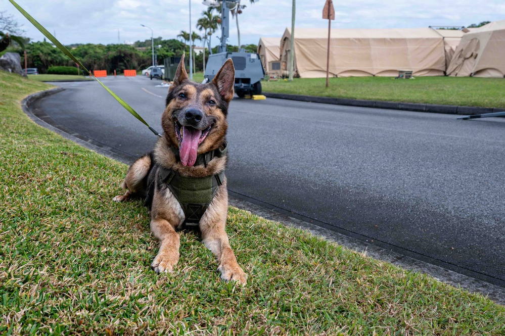BM26: K-9 Unit dispatched after simulated attack