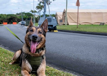 BM26: K-9 Unit dispatched after simulated attack