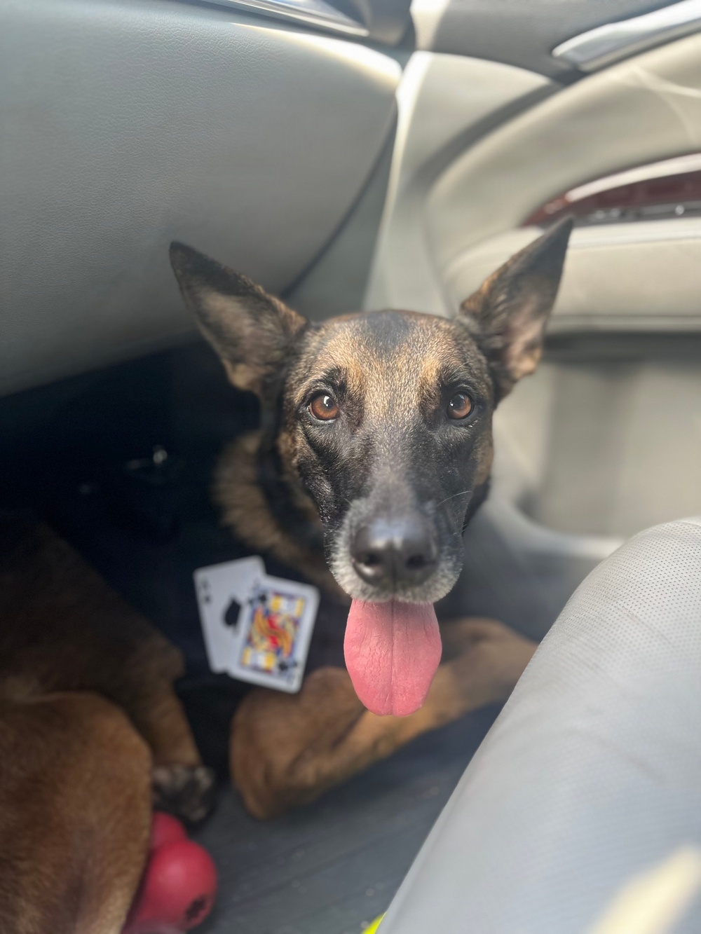 Honoring the Service of Hawaii-based Military Working Dogs on K9 Veterans Day