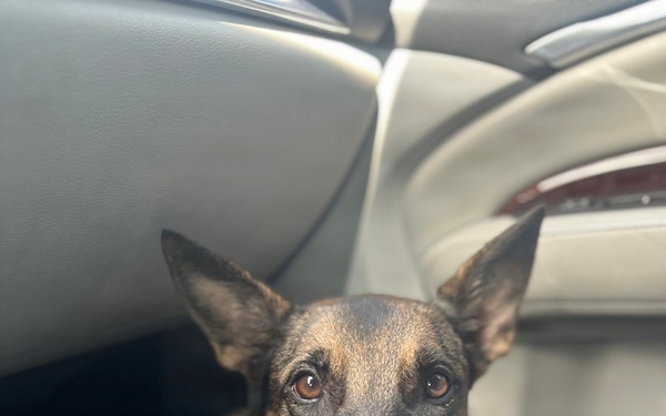 Honoring the Service of Hawaii-based Military Working Dogs on K9 Veterans Day