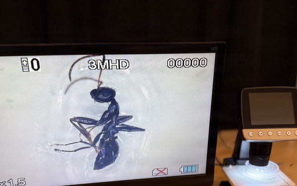 USAG Okinawa, Japanese partners eradicate invasive ants