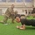 U.S. Army exchange officers build trust, strength within NATO U.S. Army exchange officers build trust, strength within NATO