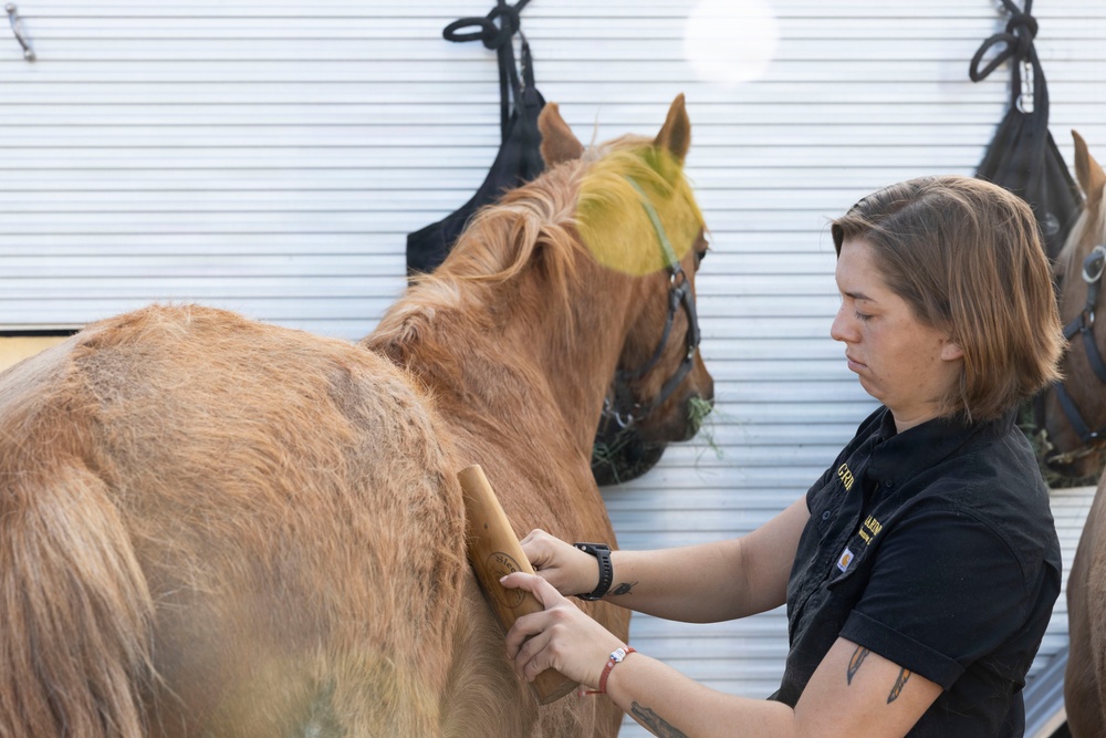 U.S. Marine Corps Mounted Color Guard participates in Yuma Airshow 2026