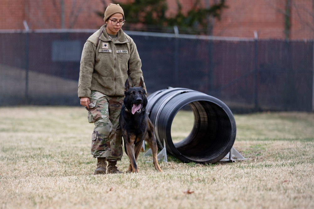 Military Working Dogs with the U.S. Army Military District of Washington