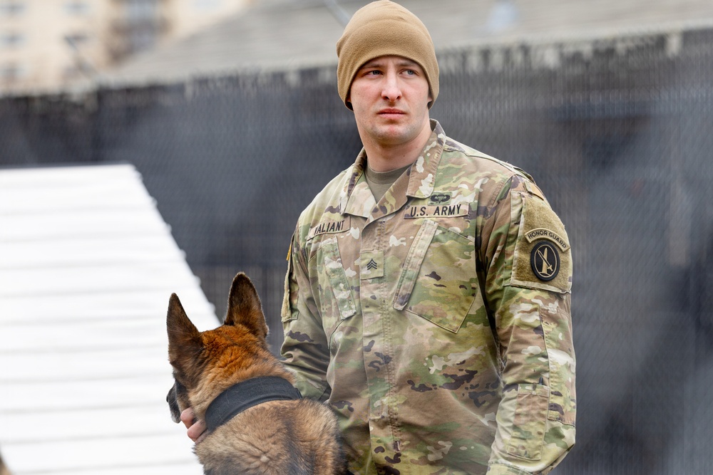 Military Working Dogs with the U.S. Army Military District of Washington