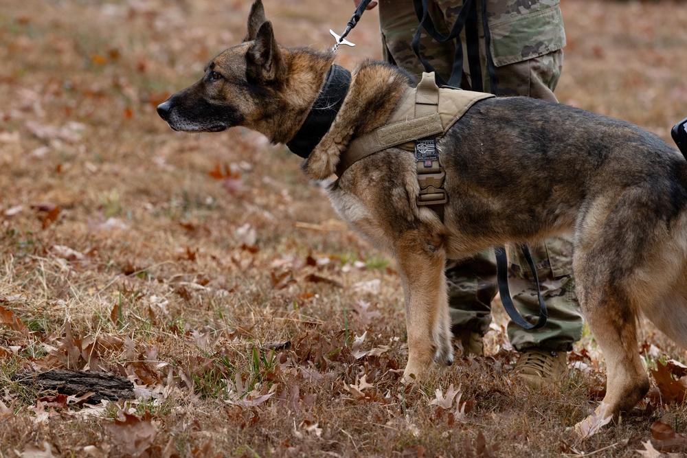 Military Working Dogs with the U.S. Army Military District of Washington