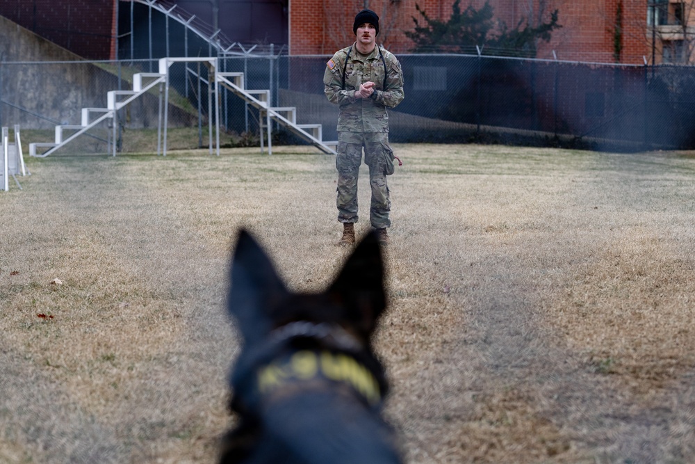 Military Working Dogs with the U.S. Army Military District of Washington