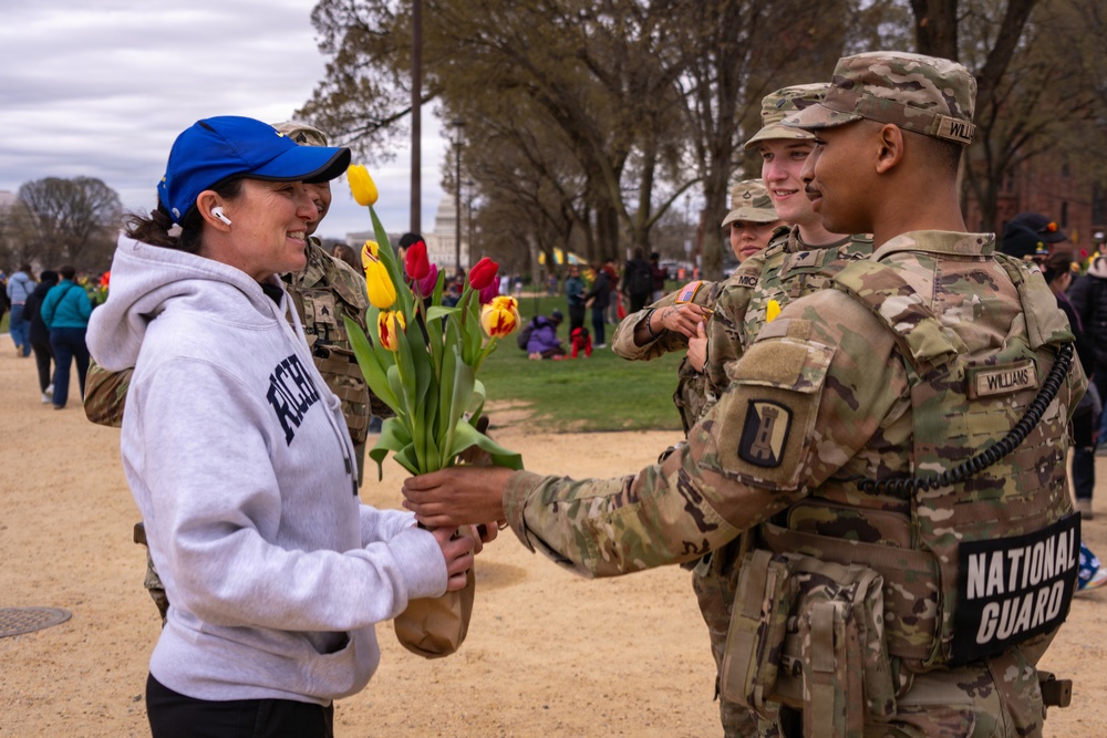 Passing the Tulips in Washington DC
