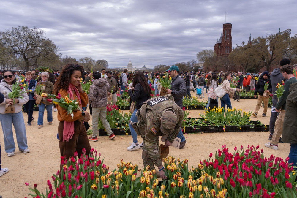 Mississippi National Guard Soldiers pick tulips on Tulip Day in Washington, D.C.